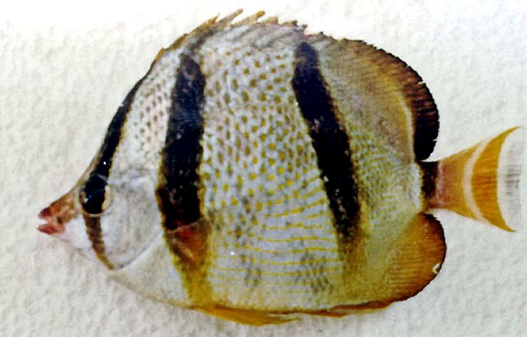 Chaetodon hoefleri_03